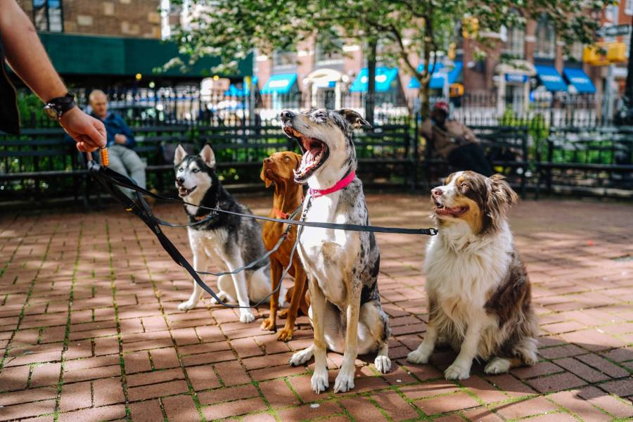 walking dogs on leash